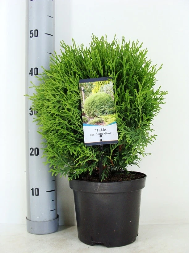 Levensboom (Thuja Occidentalis 'Little Giant') - Afbeelding 2