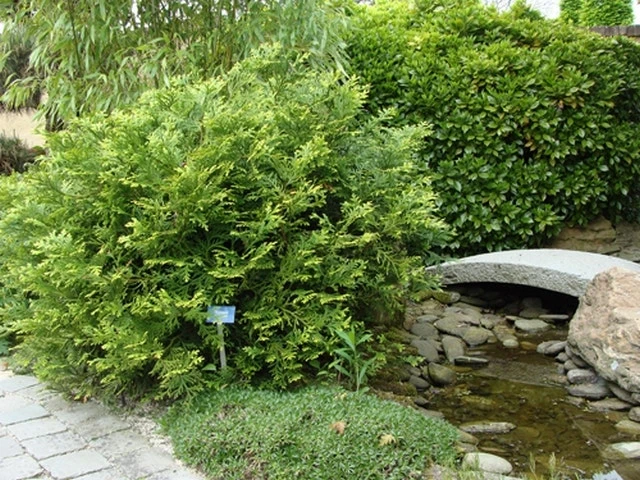 Thujopsis (Thujopsis Dolabrata) - Afbeelding 5