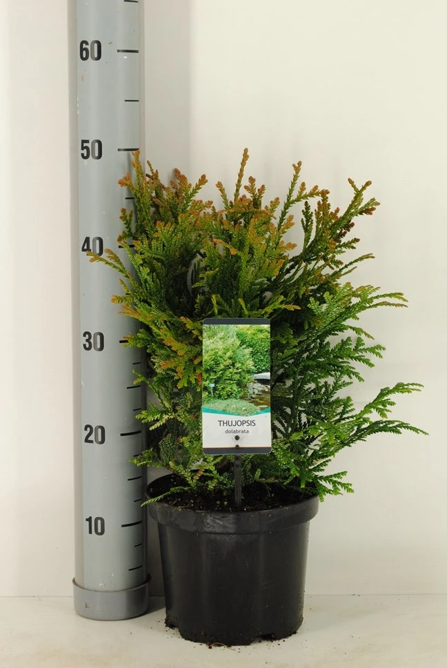 Thujopsis (Thujopsis Dolabrata) - Afbeelding 4