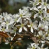Krentenboom (Amelanchier Arborea 'Robin Hill')