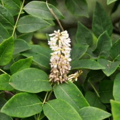 Maackia (Maackia Amurensis)