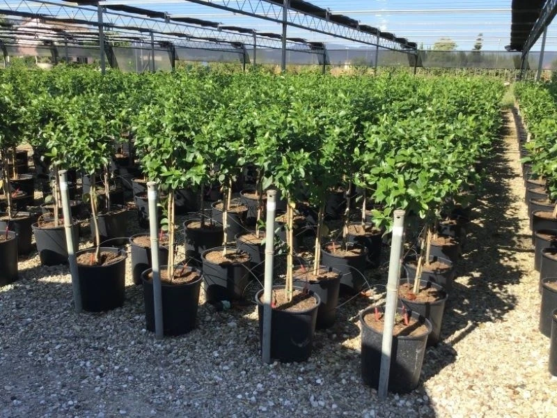 Sneeuwbal Op Stam (Viburnum Tinus 'Eve Price') - Afbeelding 12