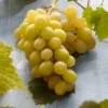 Witte Druif (Vitis Vinifera 'Italia')