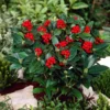 Skimmia (Skimmia Japonica 'Olympic Flame')