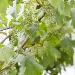 Muskaatdruif (Vitis Vinifera ‘Moscato Bianco’)