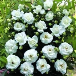 Klimroos (Rosa 'White New Dawn')